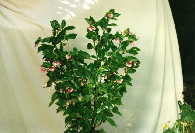 B. ‘Belinda’